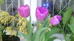   (IMG_20150308_205259.jpg, 128.79 Kb, 977 )