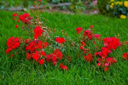   (Romas_Photos-2.jpg, 234.81 Kb, 542 )