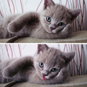   (8G5HYY-__Q8.jpg, 85.66 Kb, 735 )