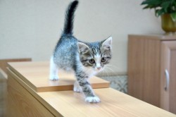   (DSC_5195.JPG, 99.77 Kb, 1243 )