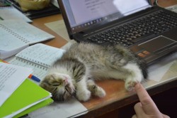   (DSC_5201.JPG, 128.62 Kb, 1085 )