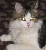  (IMG_0288.jpg, 64.47 Kb, 749 )
