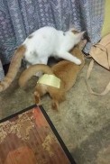   (image(1).jpg, 27.42 Kb, 1068 )
