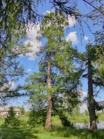   (DSC06522.JPG, 344.67 Kb, 754 )