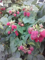   (20160718_185814.jpg, 275.6 Kb, 351 )