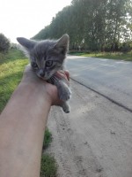   (20160730_172302.jpg, 182.97 Kb, 296 )