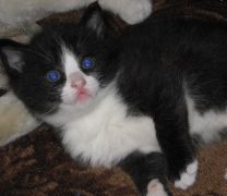   (IMG_0556.jpg, 100.25 Kb, 743 )