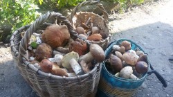   (20160818_150424.jpg, 215.49 Kb, 382 )