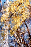   (064,11.jpg, 296.12 Kb, 373 )