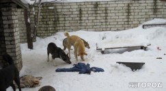   (img-1489404234-44831.jpg, 74.55 Kb, 795 )