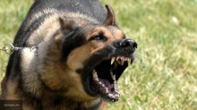   (orig-1490691667_zlaya-sobaka_ovcharka_0_f1a257635ecaaee0b67dd50b7f45f4e4.jpg, 68.88 Kb, 815 )