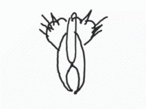   (640x600_1_85_63707-original.gif, 61.42 Kb, 725 )