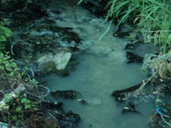   (DSC09976.JPG, 175.5 Kb, 502 )