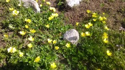   (IMG_20170722_092034.jpg, 327.37 Kb, 311 )