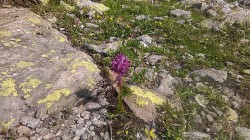   (IMG_20170721_101640.jpg, 328.17 Kb, 301 )